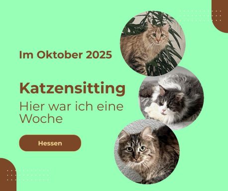 Apollon, Akira und Hermine